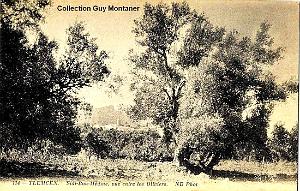TLEMCEN 011- COLLECTION MONTANER